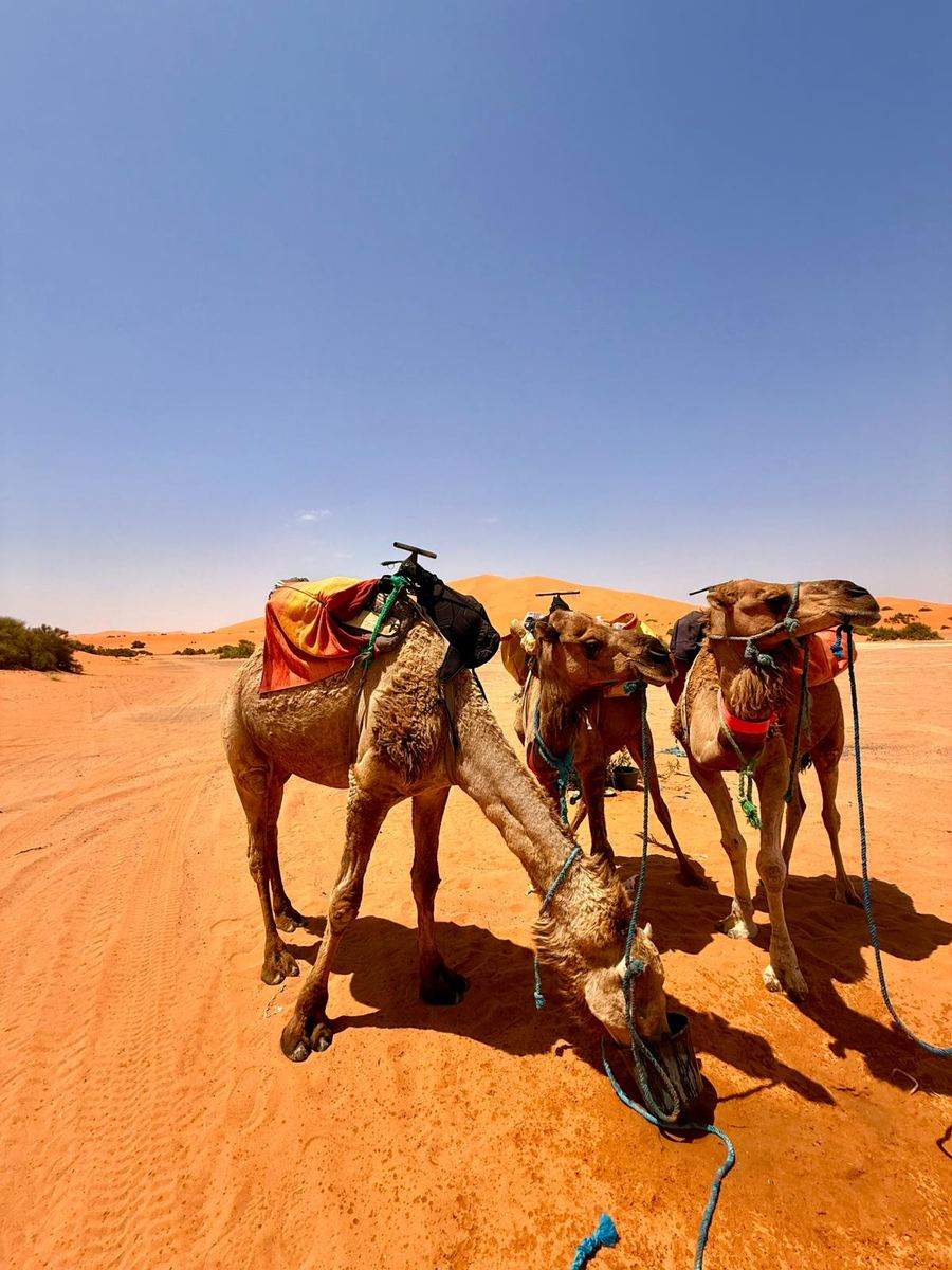 Merzouga Travel Guide: Gateway to the Sahara