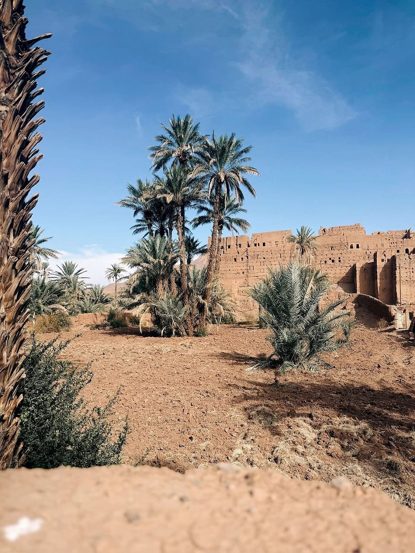 Traditional kasbah and palm oasis in the Dades Valley on the road from Marrakech to Merzouga, Morocco